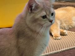 -大型宠物商超·宠海王国·宠物猫狗活体·用品·美容(新世界百货重庆店)