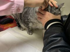 -全心全意连锁动物医院·微创中心·内科急重症·心脏专科(丰管路店)