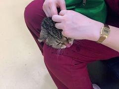 -瑞派天宁宠物医院·猫科·异宠中心