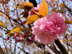 -高东镇樱花园