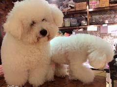 -more than meow吴止猫主题餐厅(承德 中船汇店)