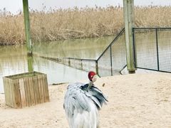 -盐城丹顶鹤湿地生态旅游区