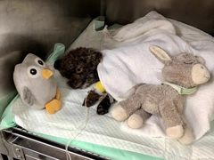 -爱侣宠医·鹦鹉专科·小型哺乳类·异宠专科(灵石路店)