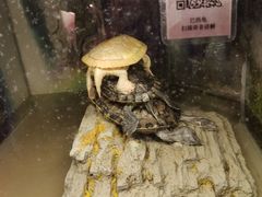 -上海大自然野生昆虫馆(东方明珠·爬宠昆虫探索中心)