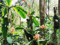 -中国科学院西双版纳热带植物园