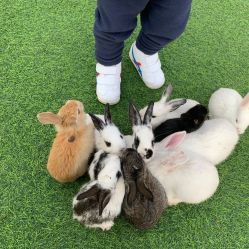 -萌宠亲子动物乐园(槐房万达店)