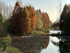 -溱湖国家湿地公园