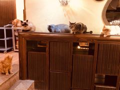 -more than meow吴止猫主题餐厅(承德 中船汇店)