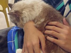 -平行世界·猫咖(首经贸店)