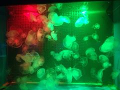 -洛阳龙门海洋馆