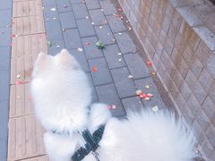 -宠福鑫动物医院(城北分院)