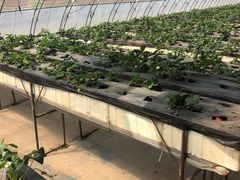 -甜心庄园·甜心草莓采摘园(西青中北店)