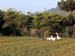 -福建鲤鱼洲酒店