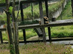 -中国大熊猫保护研究中心雅安碧峰峡基地