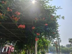 -洛阳市牡丹公园