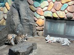 -上海野生动物园