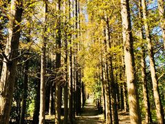 -上海长兴岛郊野公园