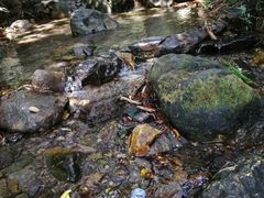 -羚羊峡古栈道森林公园