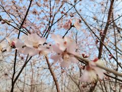 -桃花堤公园