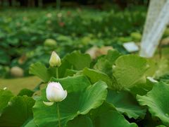 -厦门园林博览苑