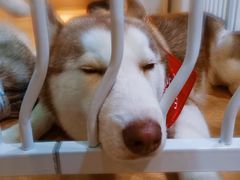 -Husky Go! 哈士奇体验馆·宠物咖啡厅狗咖