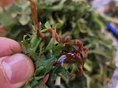 -老味道1992(武当山店)