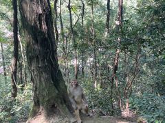 -黔灵山公园