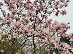 -武汉大学-樱园