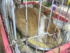 -双季花艺园艺市场(浦东店)