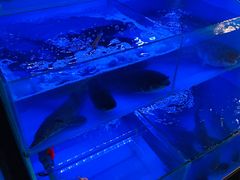 -韩妹鱼庄·泸定老字号(泸定店)