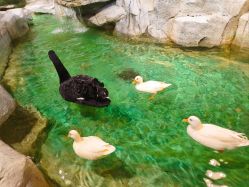 -Zoolung Zoolung动物主题公园(海信广场店)