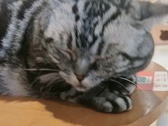 -藏猫猫咖啡主题馆(中央大道店)