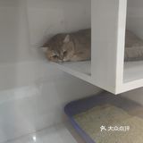 让你看清它纤细的小手的；原地变成芝麻卷的