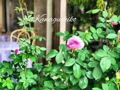 -河口湖八音盒之森美术馆