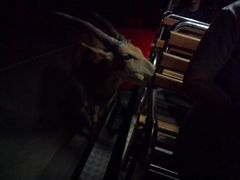 -清迈夜间动物园