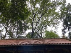 -都江堰普照寺