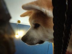 -喜柴咖啡·柴犬狗咖
