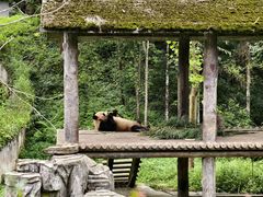 -中国大熊猫保护研究中心雅安碧峰峡基地