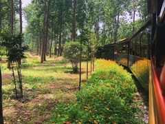 -合肥滨湖国家森林公园