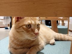 -藏猫猫咖啡主题馆(中央大道店)