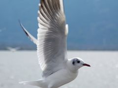 -海埂大坝