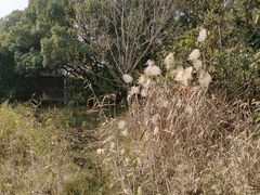 -长田漾湿地公园