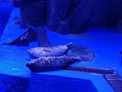 -上海海昌海洋公园-冰山北极馆