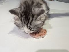 -爪爪喵星球·猫舍(卓悦中心店)