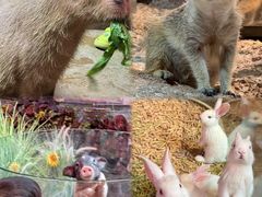 -正佳雨林生态植物园
