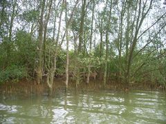 -东寨港红树林旅游区