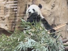 -成都动物园