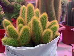 -花鸟鱼虫鲜花绿植市场(玉泉路店)