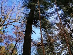 -五营红松林海景区