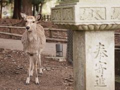 -奈良公园